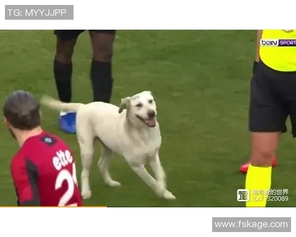 足球明星的忠实伙伴揭秘看家犬背后的故事与训练技巧